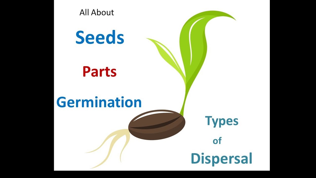 Seed Parts and Dispersal