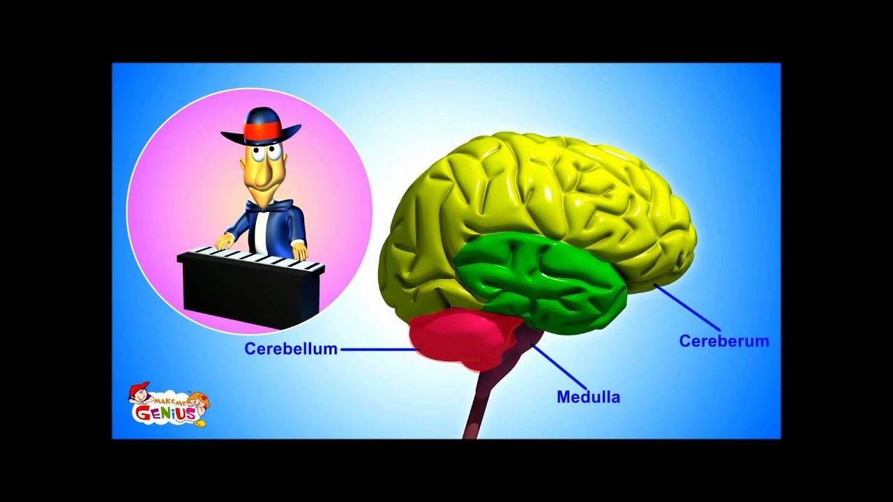 Nervous System in Humans